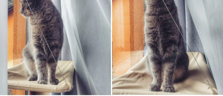 Cama de Ventana para Gatos – Hamaca Colgante Resistente y Cómoda