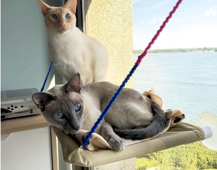 Cama de Ventana para Gatos – Hamaca Colgante Resistente y Cómoda